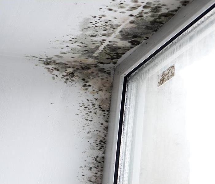mold damage on a white wall next to a window
