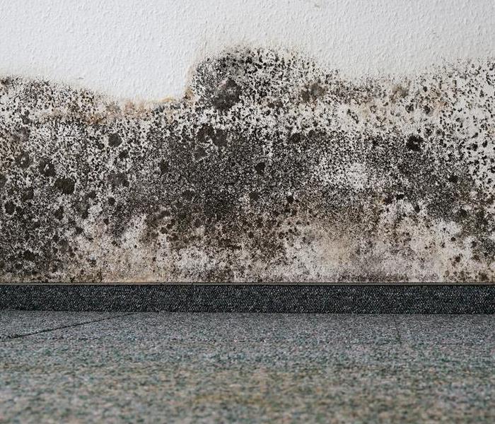 mold on a white wall