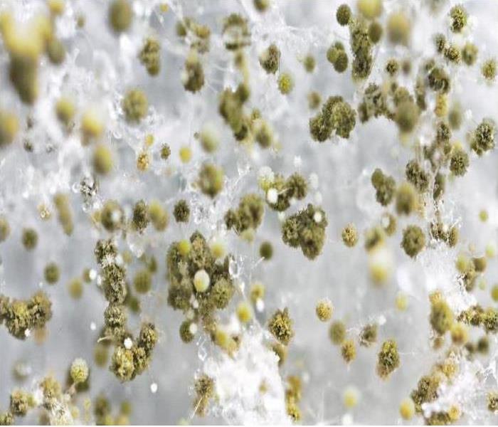 close-up of mold spores