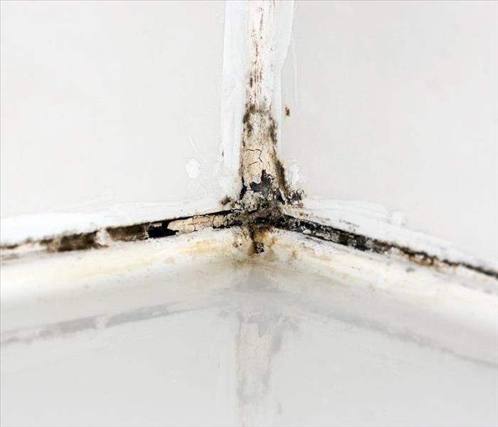 mold damage in the corner of a white wall