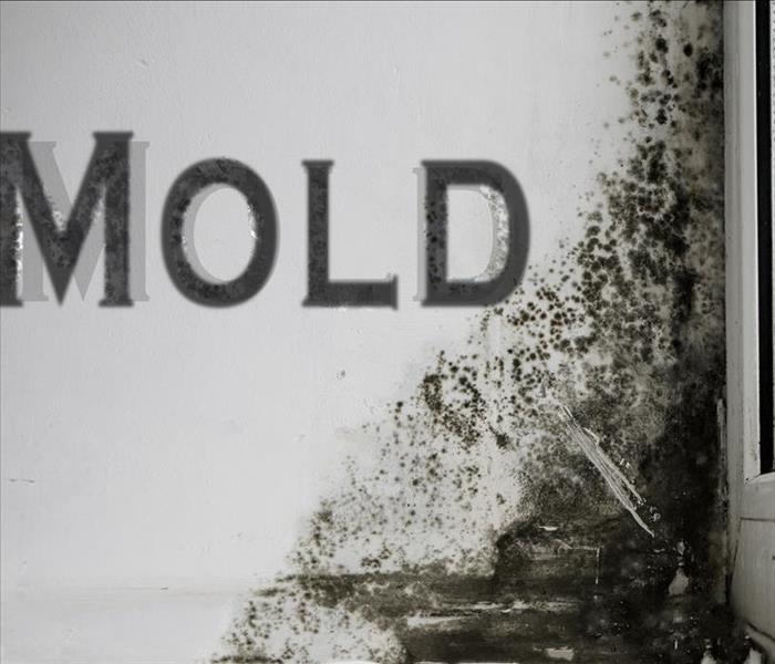 mold damage on a white wall with MOLD graphic